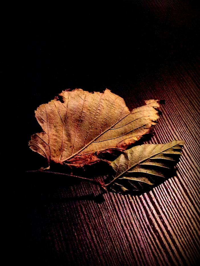 -reperti  autunnali-