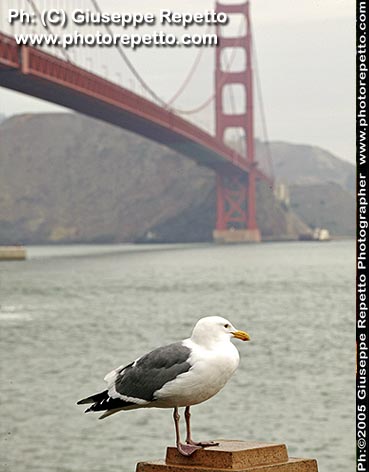 Golden Gate-San Francisco