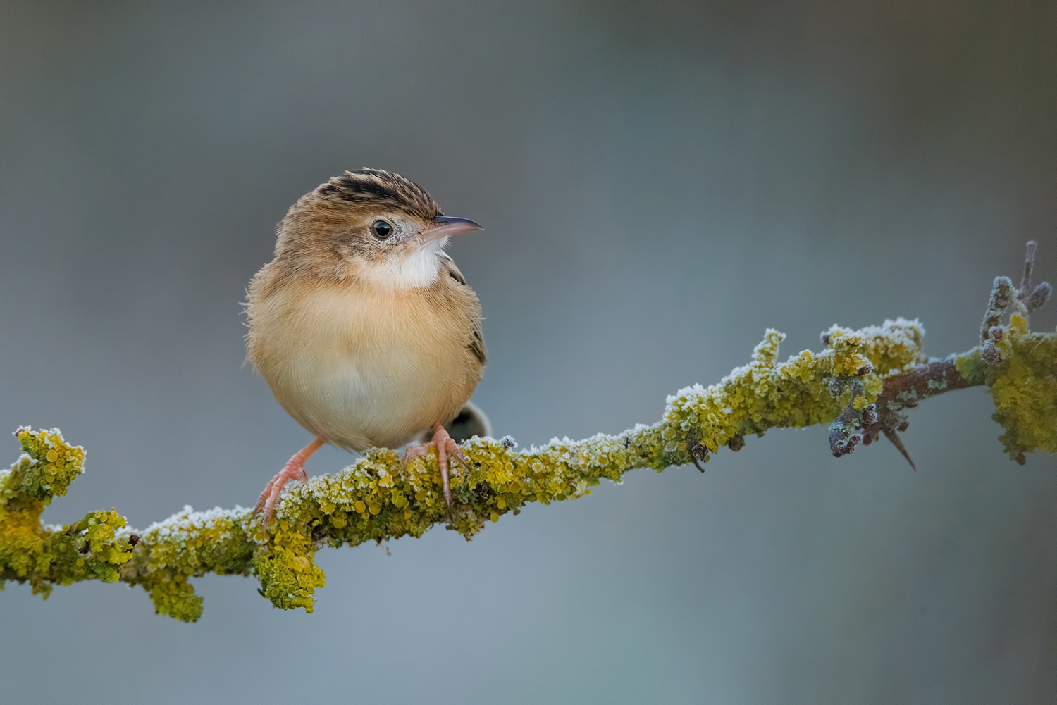 La galaverna del Beccamoschino !!!