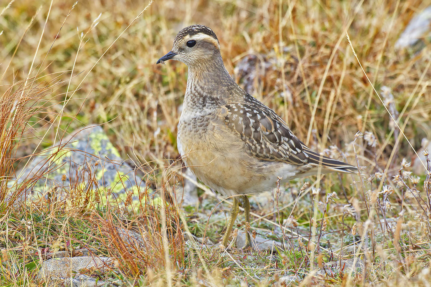 Piviere tortolino (Charadrius morinellus)