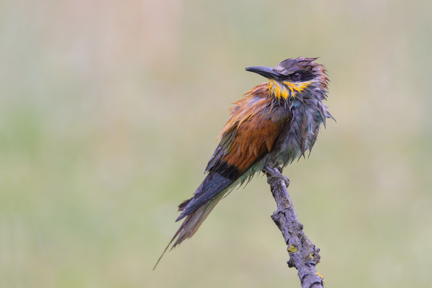 il temporale gruccione !!!
