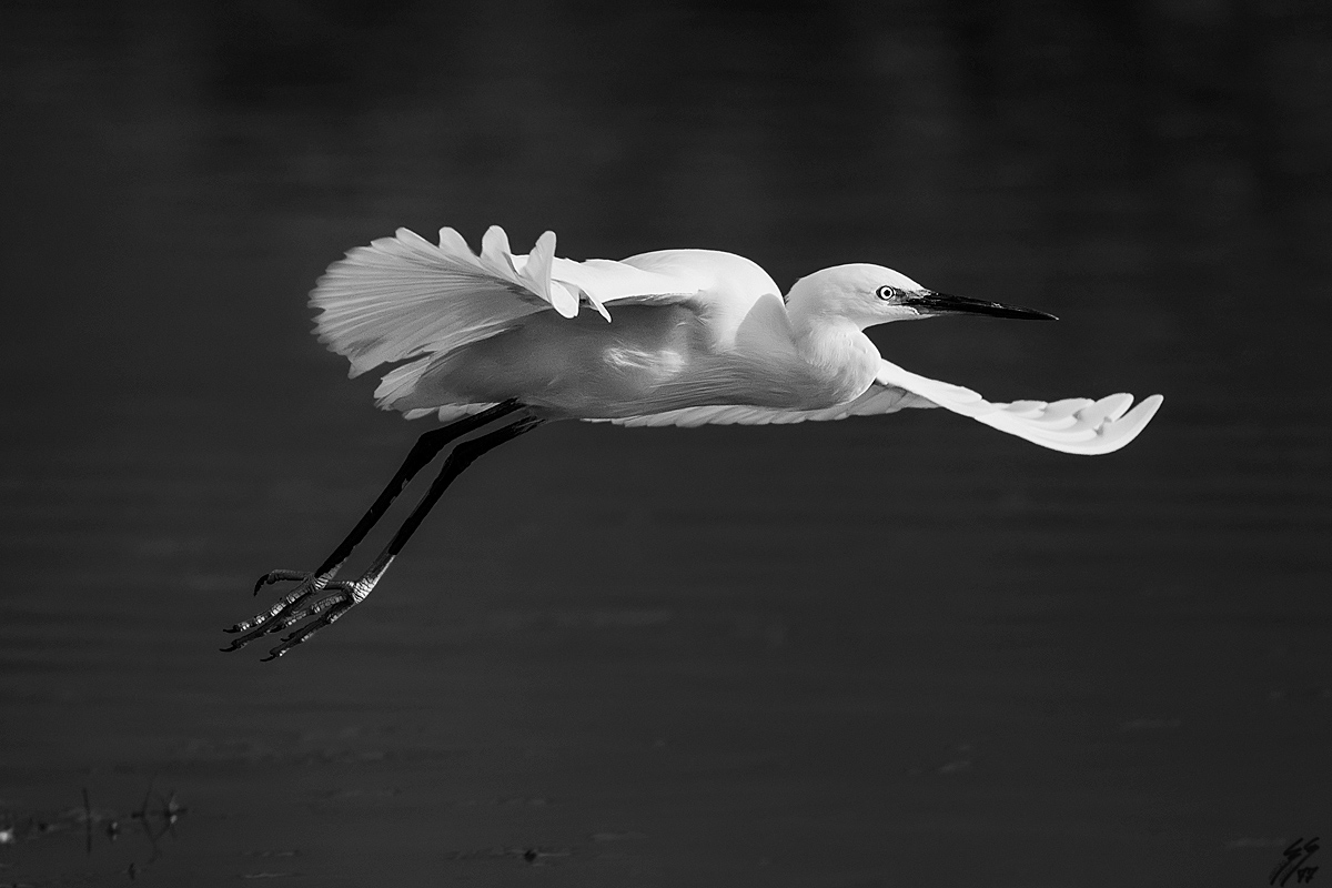 ..il volo della gazzetta..