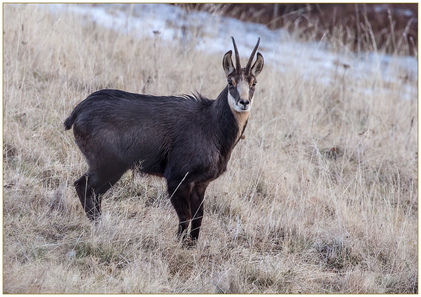 In cerca di femmine.