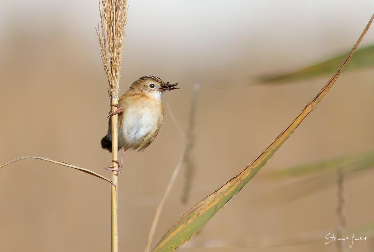 Beccamoschino con preda