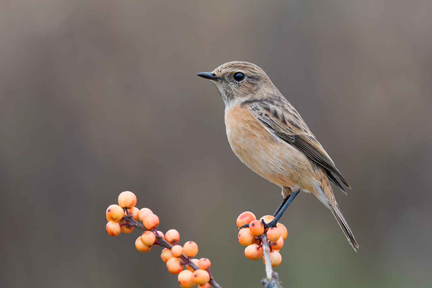 il ritorno di Liala !!!