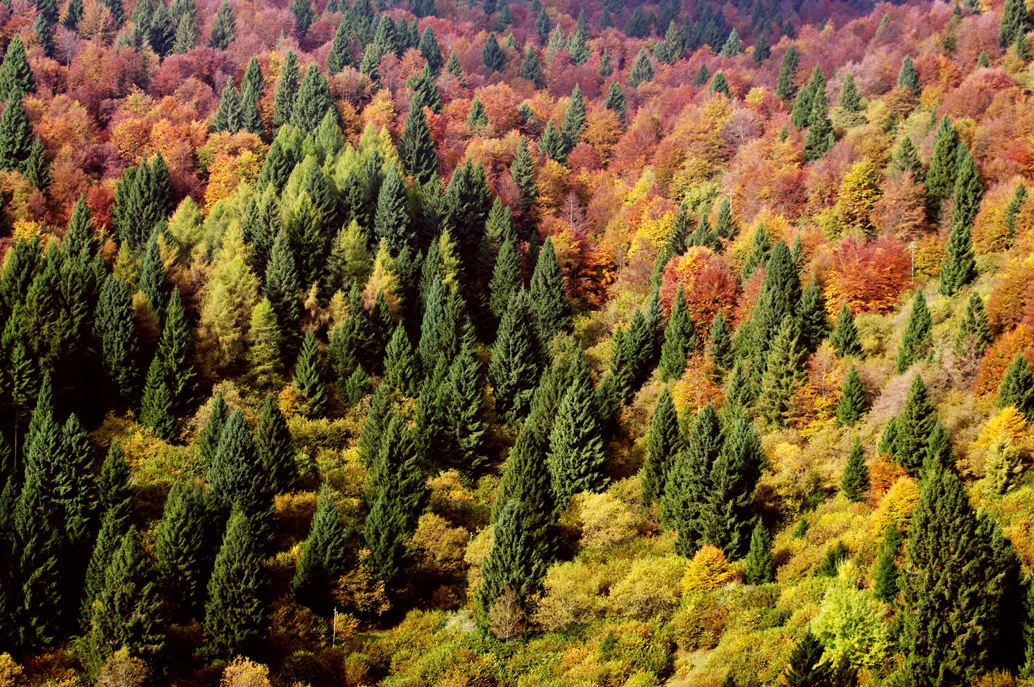Bosco misto d'autunno