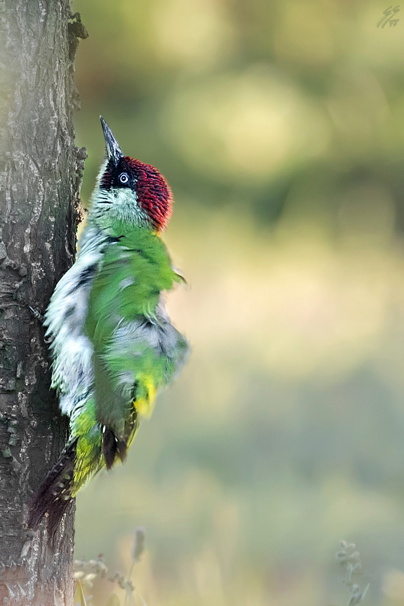 ..picchio impastato..