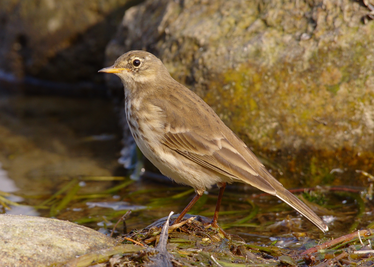 l'arrivo delle pispole