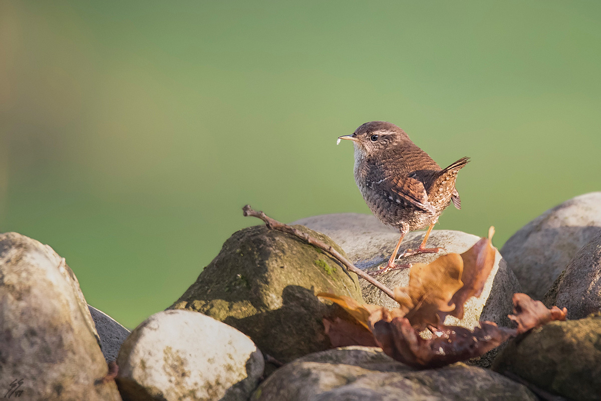 ..lo scricciolo, la foglia, la preda..