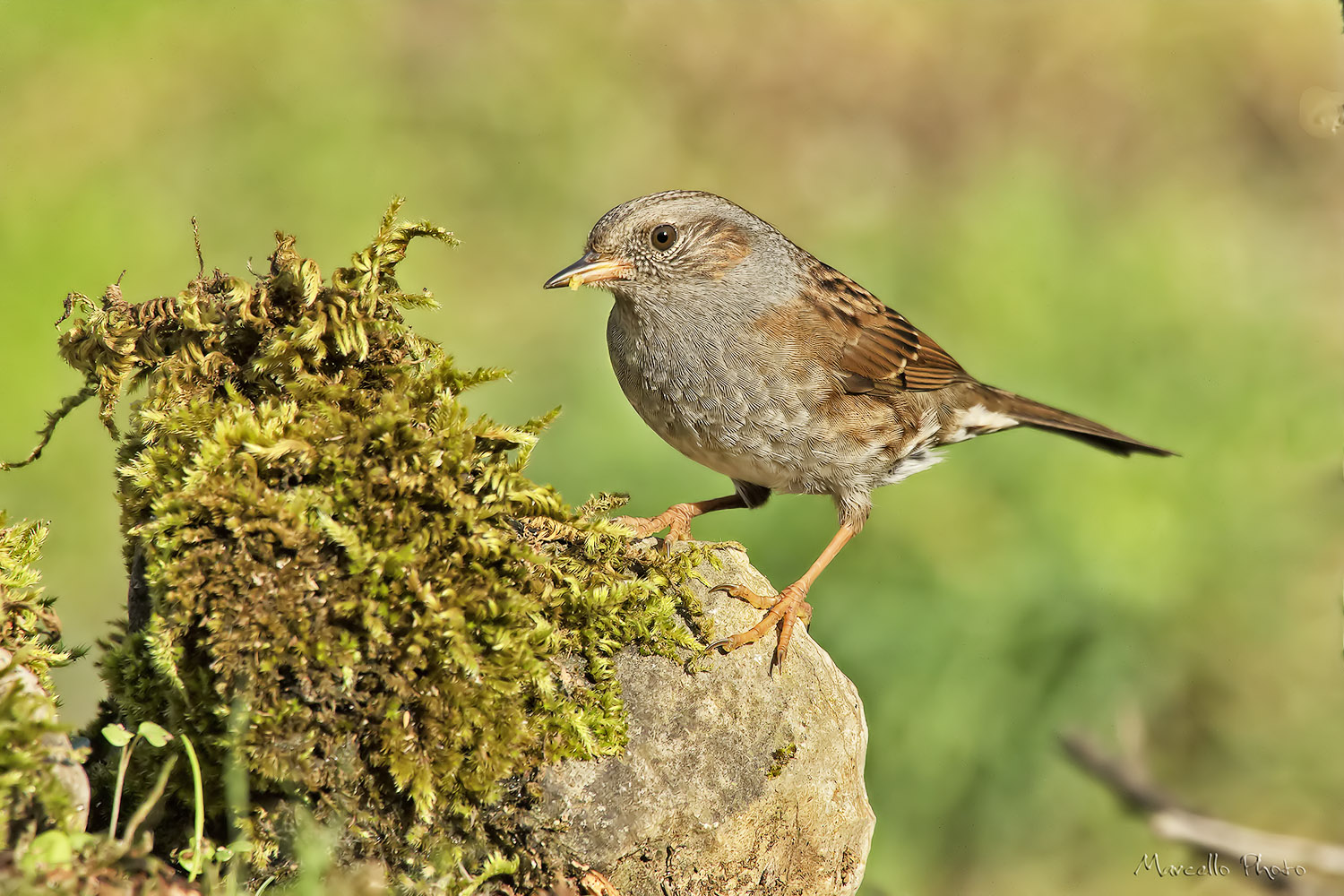 Passera scopaiola (Prunella modularis)