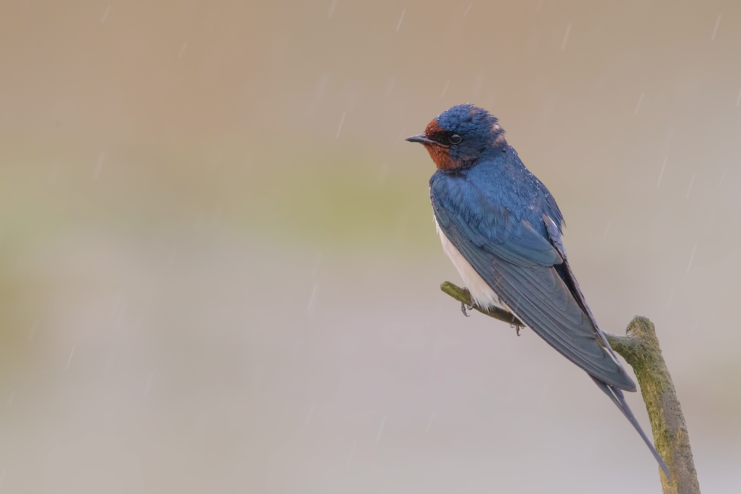Rondine sotto il temporale