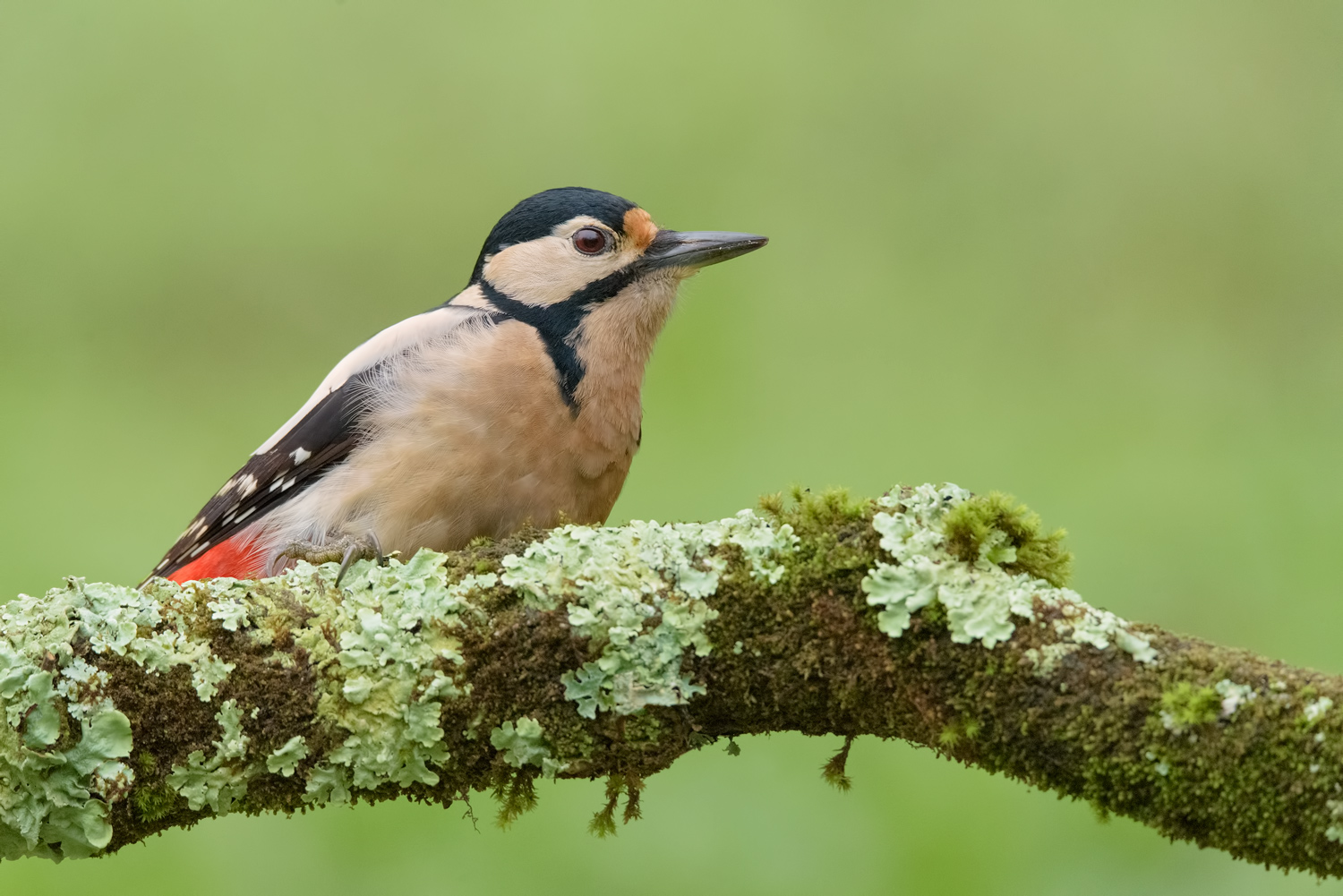 Picchio Rosso Maggiore