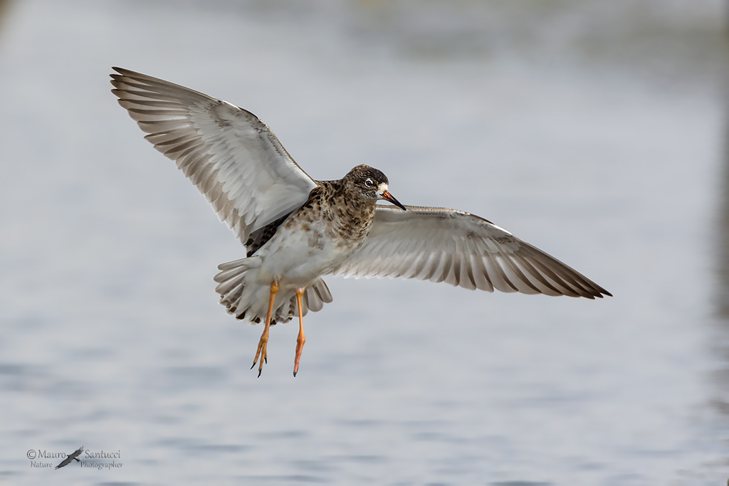 Combattente in arrivo