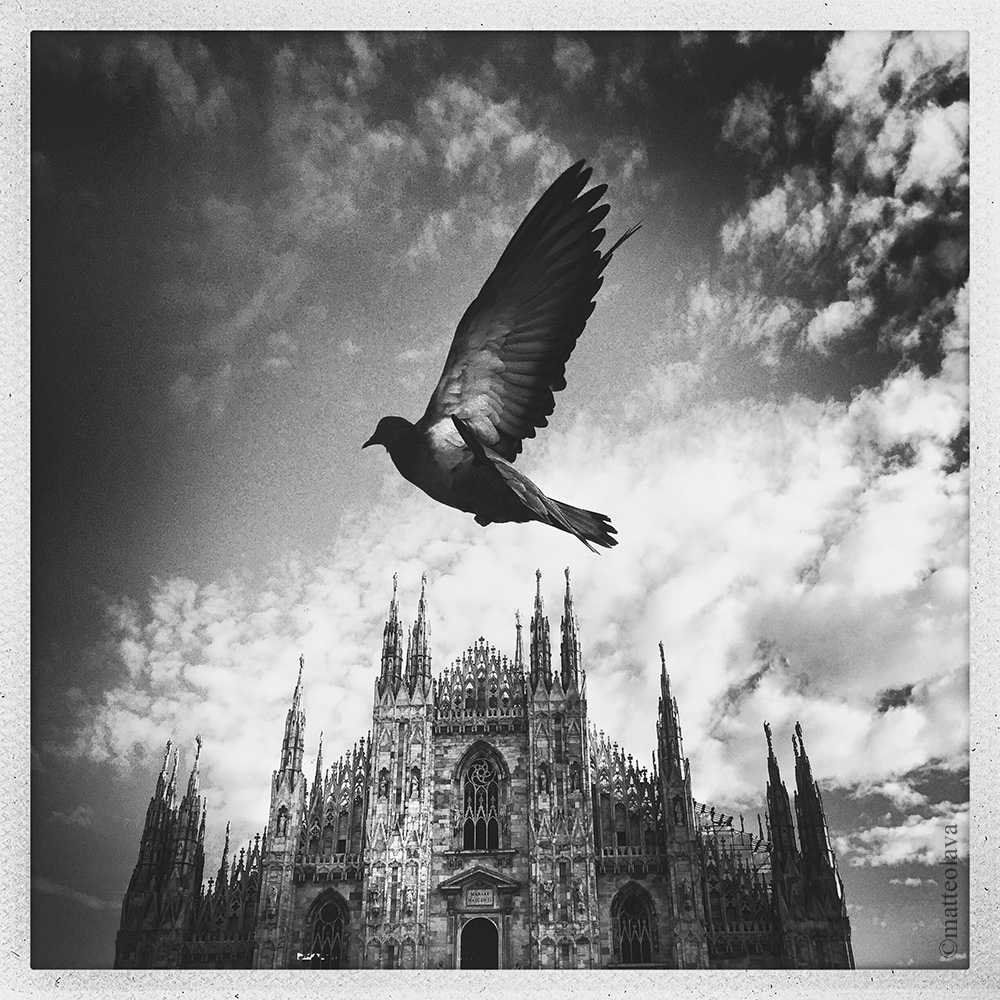 Piccione con Duomo