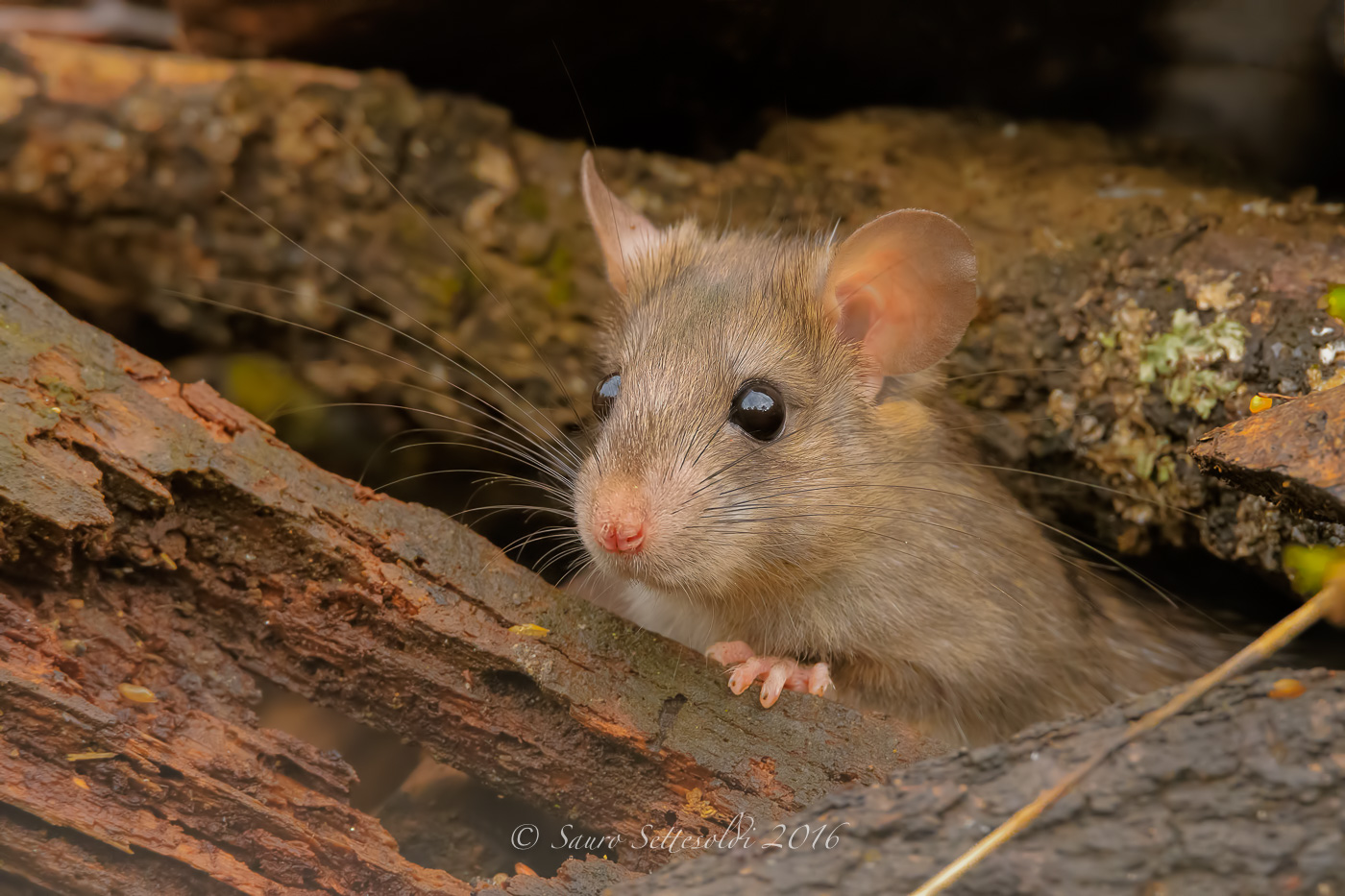Un simpatico topo di campagna