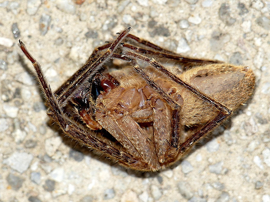 *** Morto....o forse no? ***