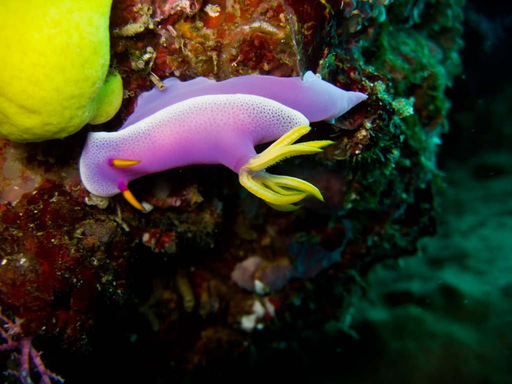 nudibranco