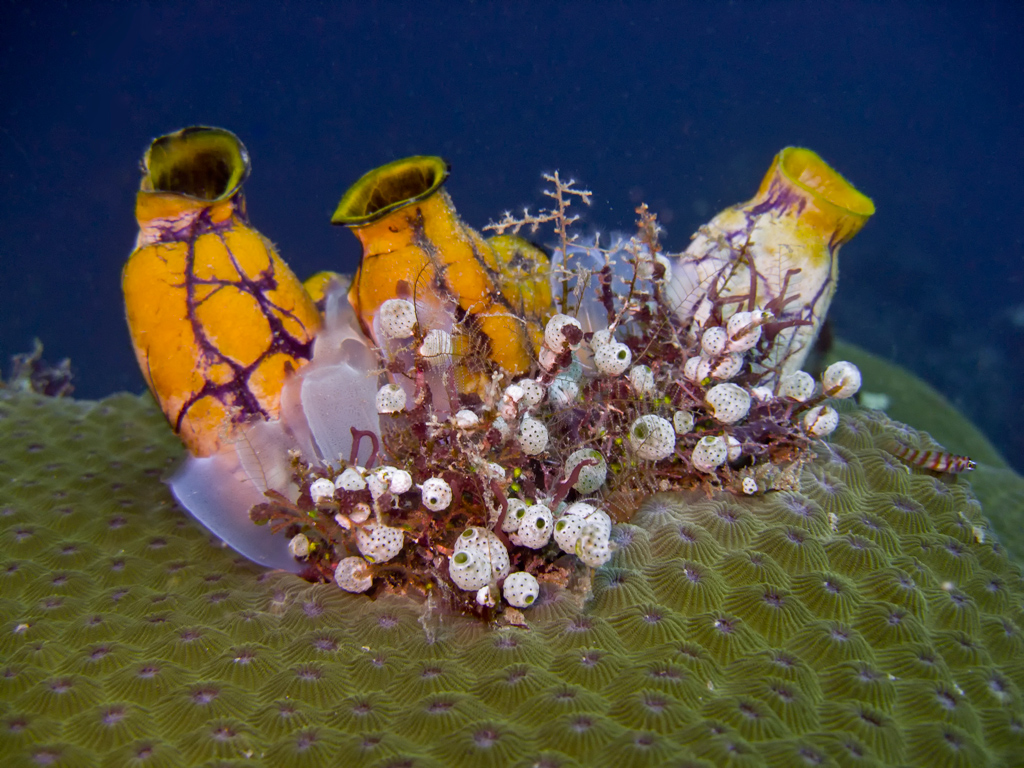 ascidie