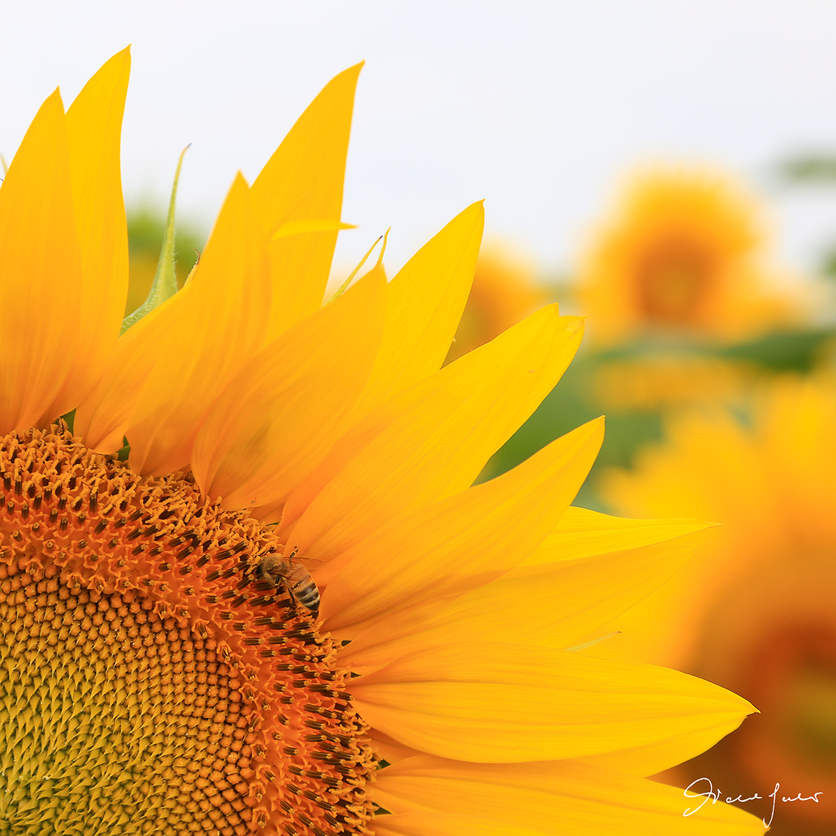 Il girasole e l'ospite