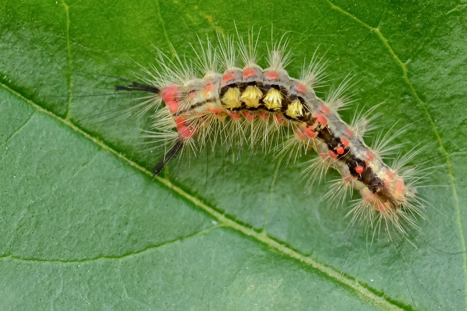 Mefistofele (ovvero Orgyia antiqua)