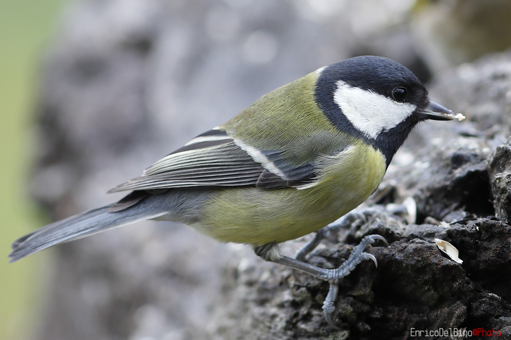 Cincia - Ora di pappa