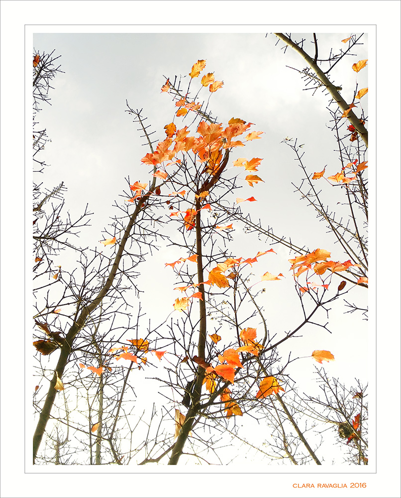 Winter...butterflies