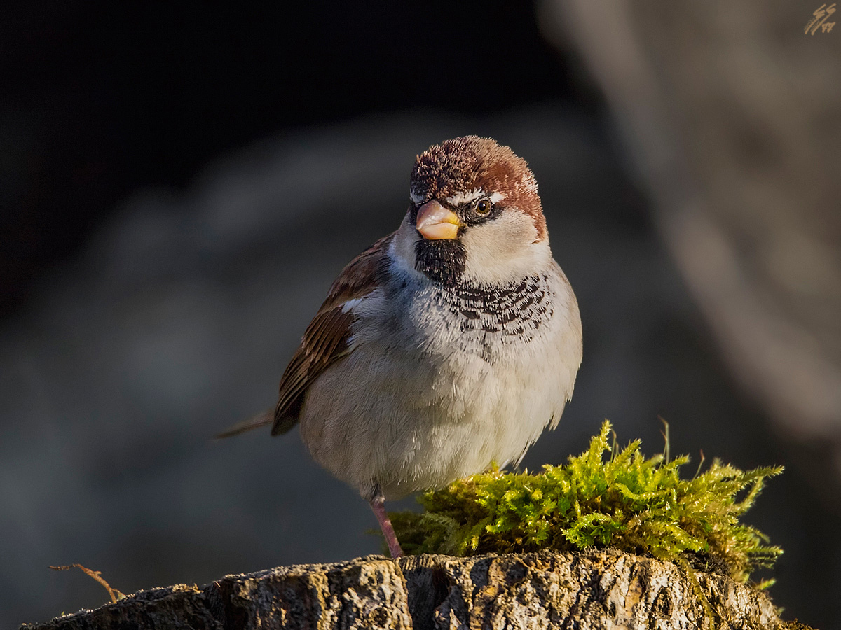 ..passero d'italia..