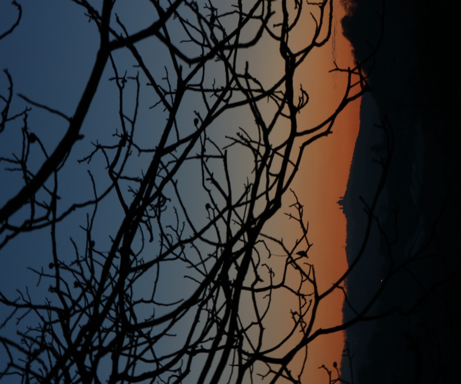 Gli intrighi della natura