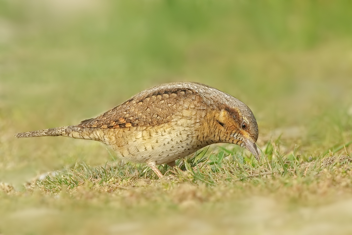 Torcicollo  (Jynx torquilla)