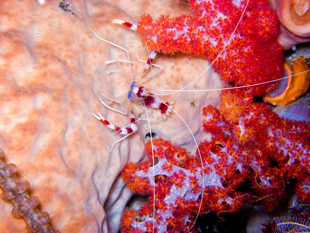 Gambero pulitore a bande Stenopus hispidus