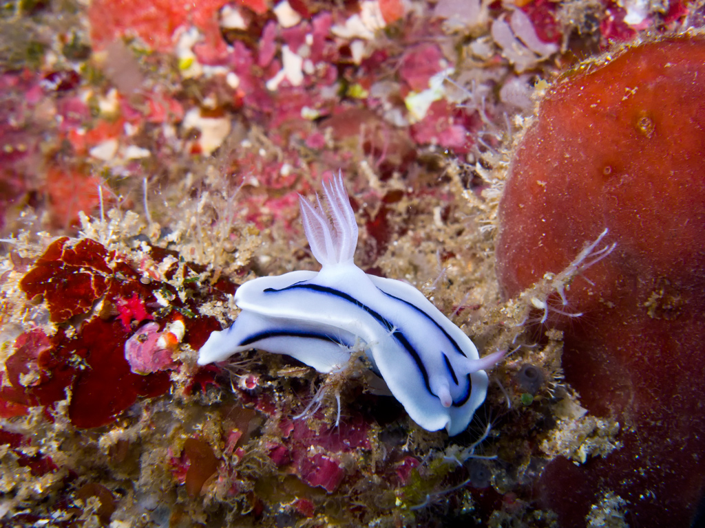 Chromodoris lochi, Chromodorididae