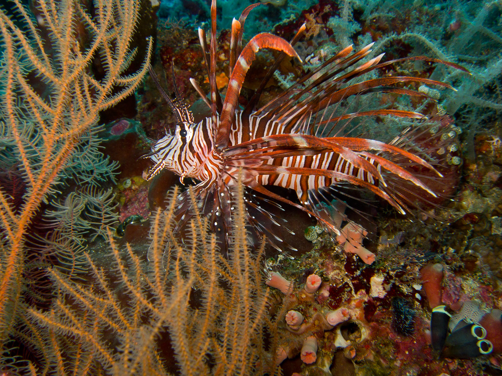 pesce scorpione o pesce leone (Pterois volitans)