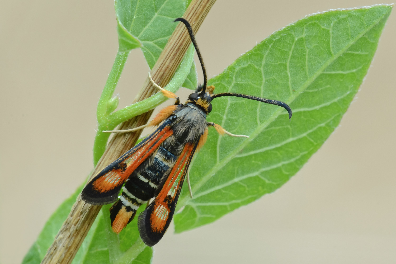 Pyropteron chrysidiforme