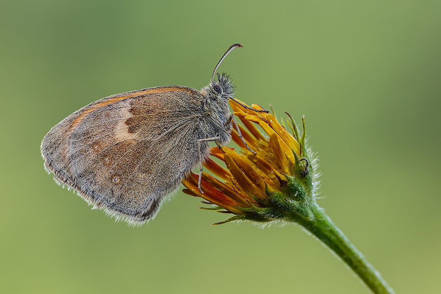 Coenonympha pamphilus