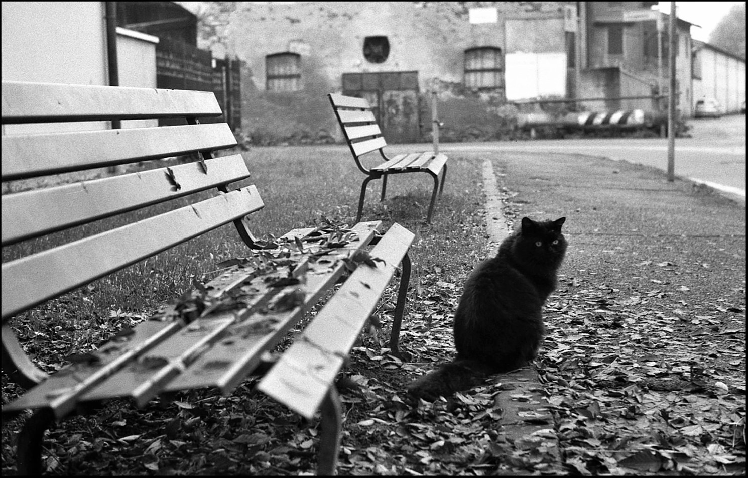 il gatto vasellina ;)