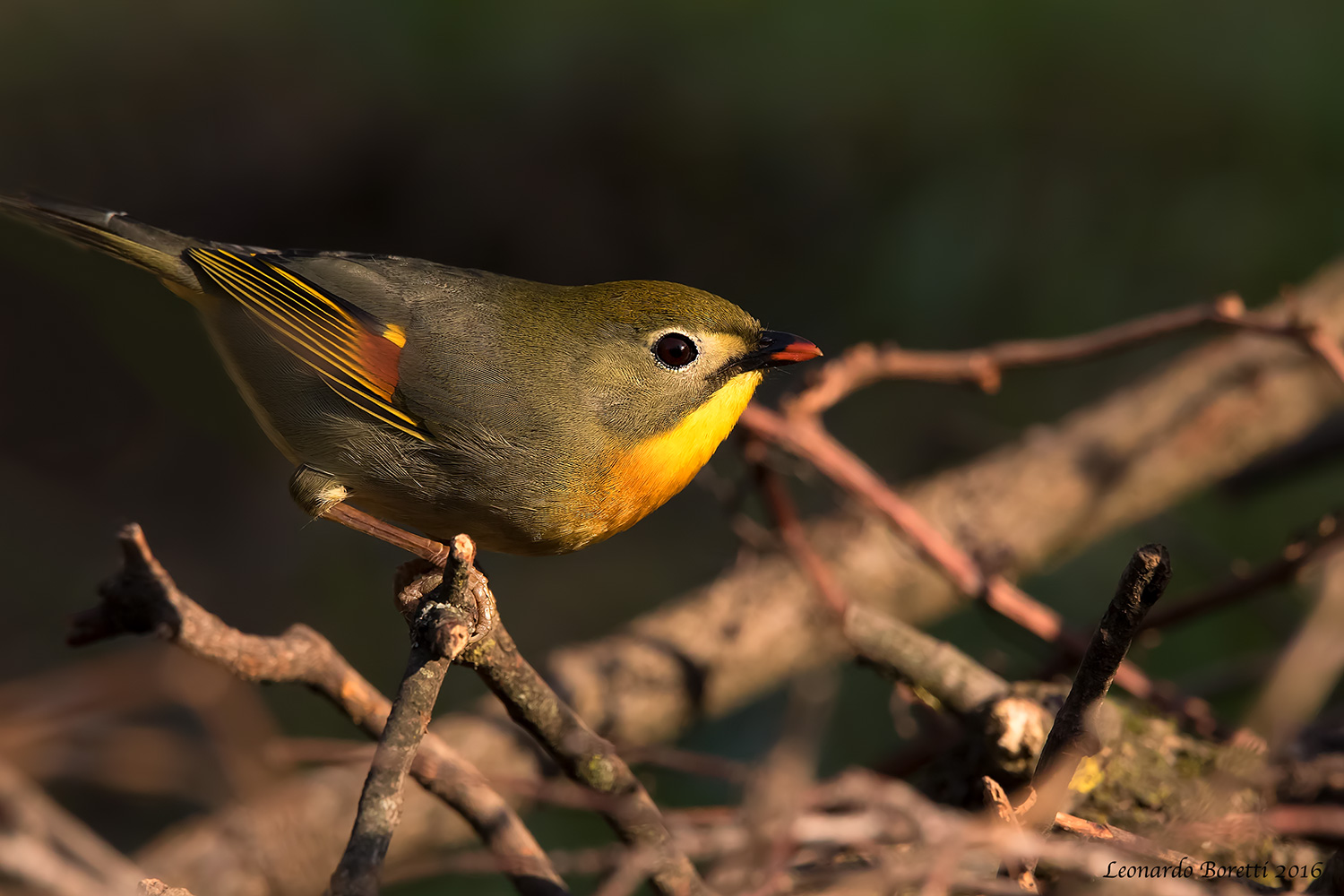 Usignolo del Giappone