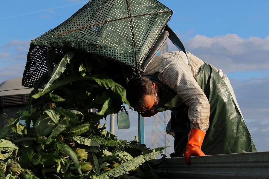 La raccolta dei carciofi - Lo "sversamento"