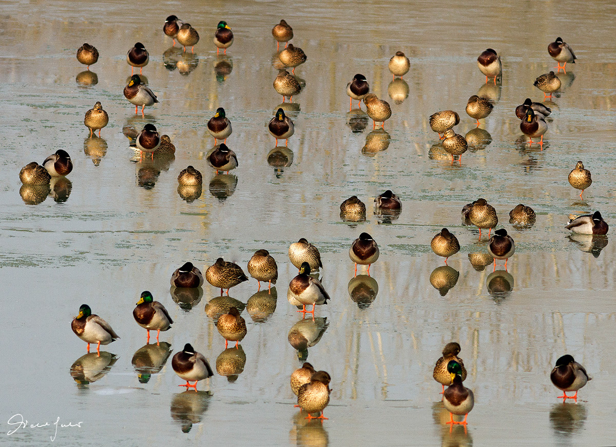 Germani sul ghiaccio