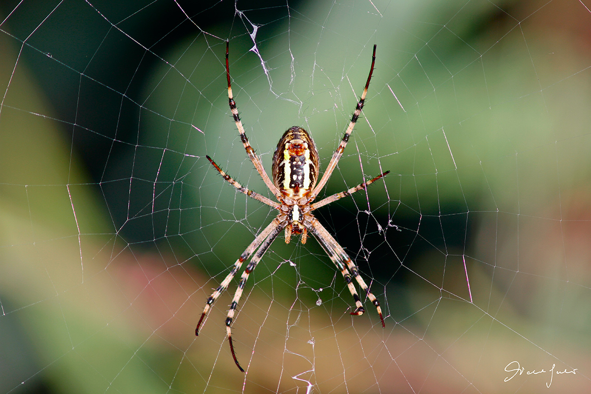Ragno argiope