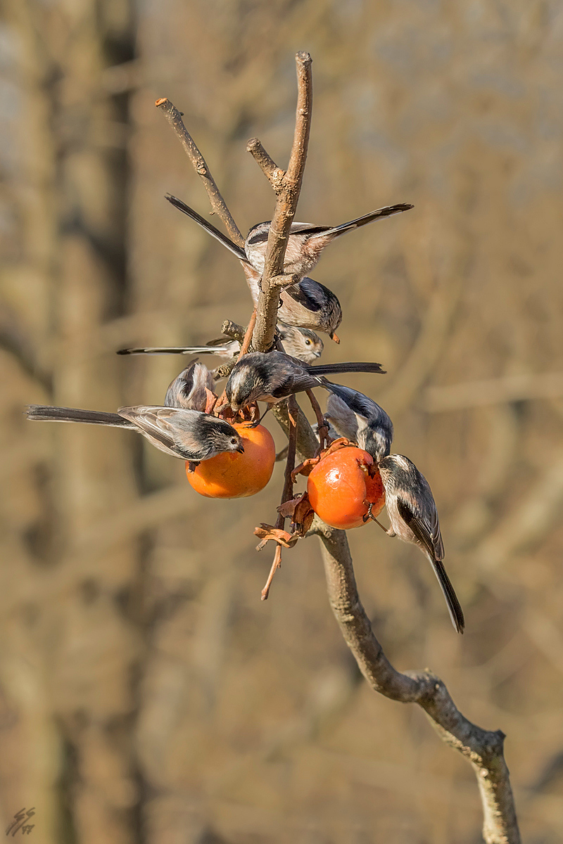 ..il ramo dei codibugnoli..