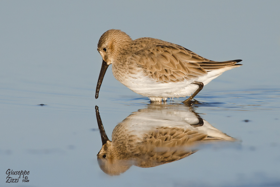 Calidris ferruginea