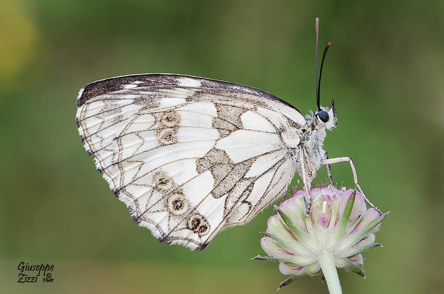 Melanargia Galathea