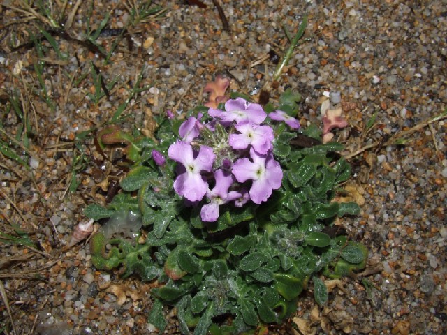fiori sulla spiaggia
