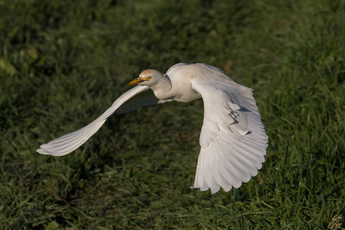 ..airone guardabuoi..