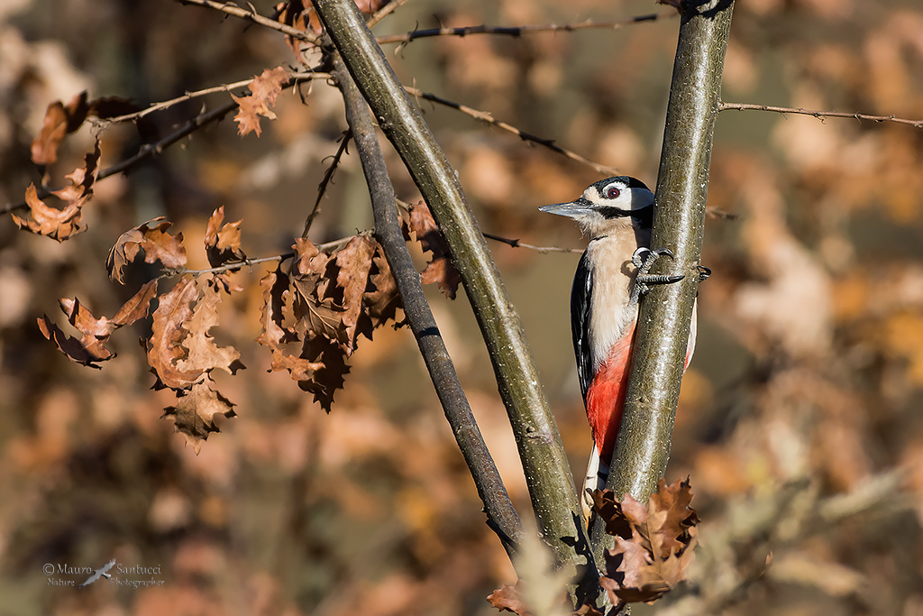 Picchio rosso maggiore