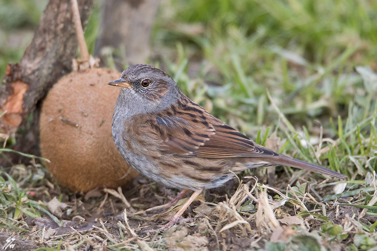 ..passera scopaiola..