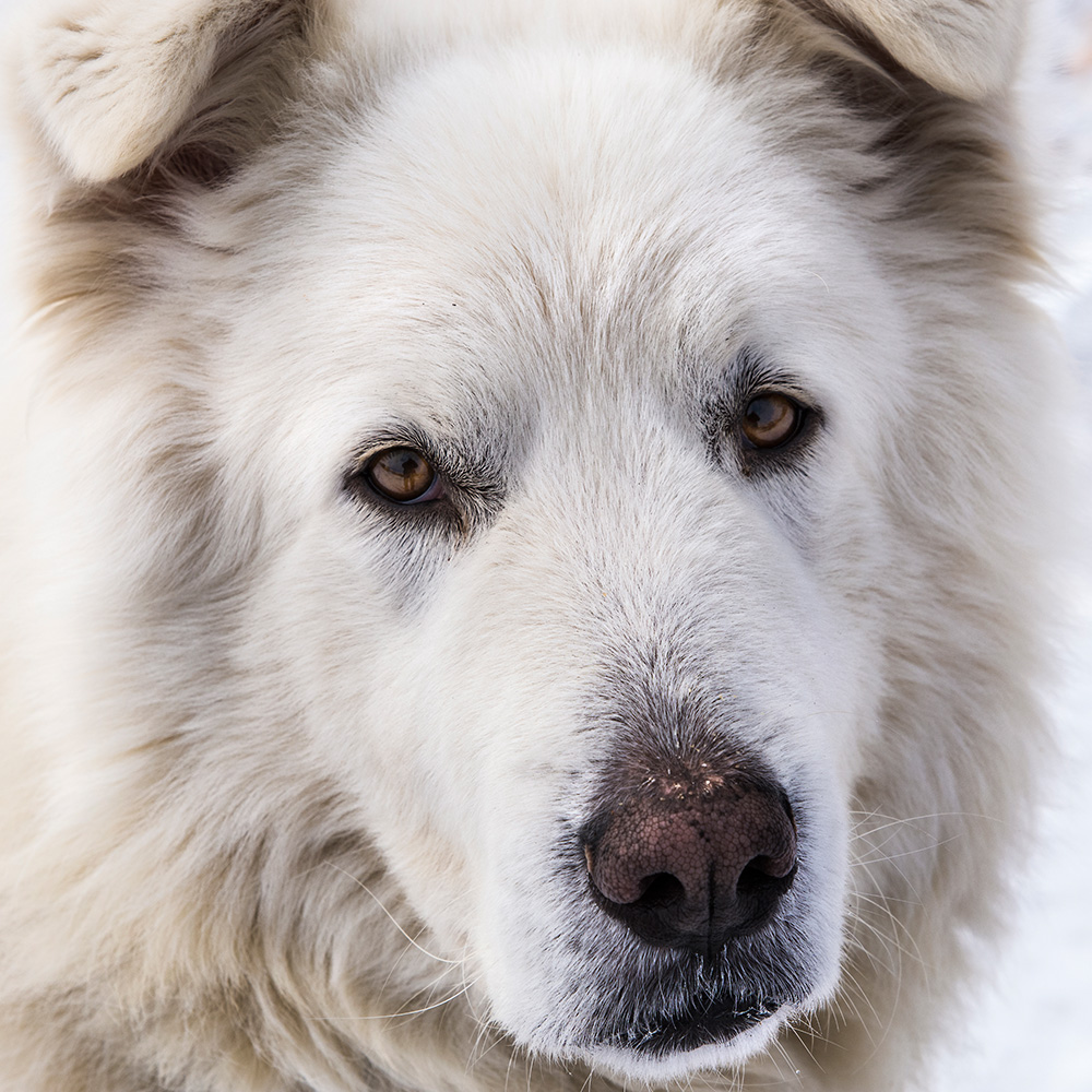 Sguardo bruciato su bianco...