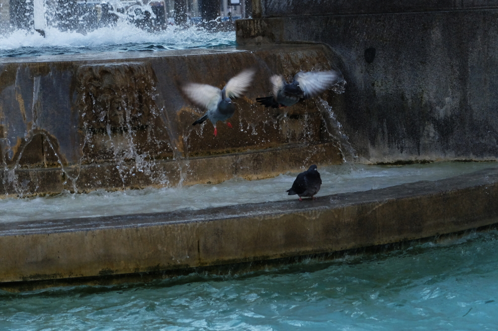 Tre piccioni e una fontana