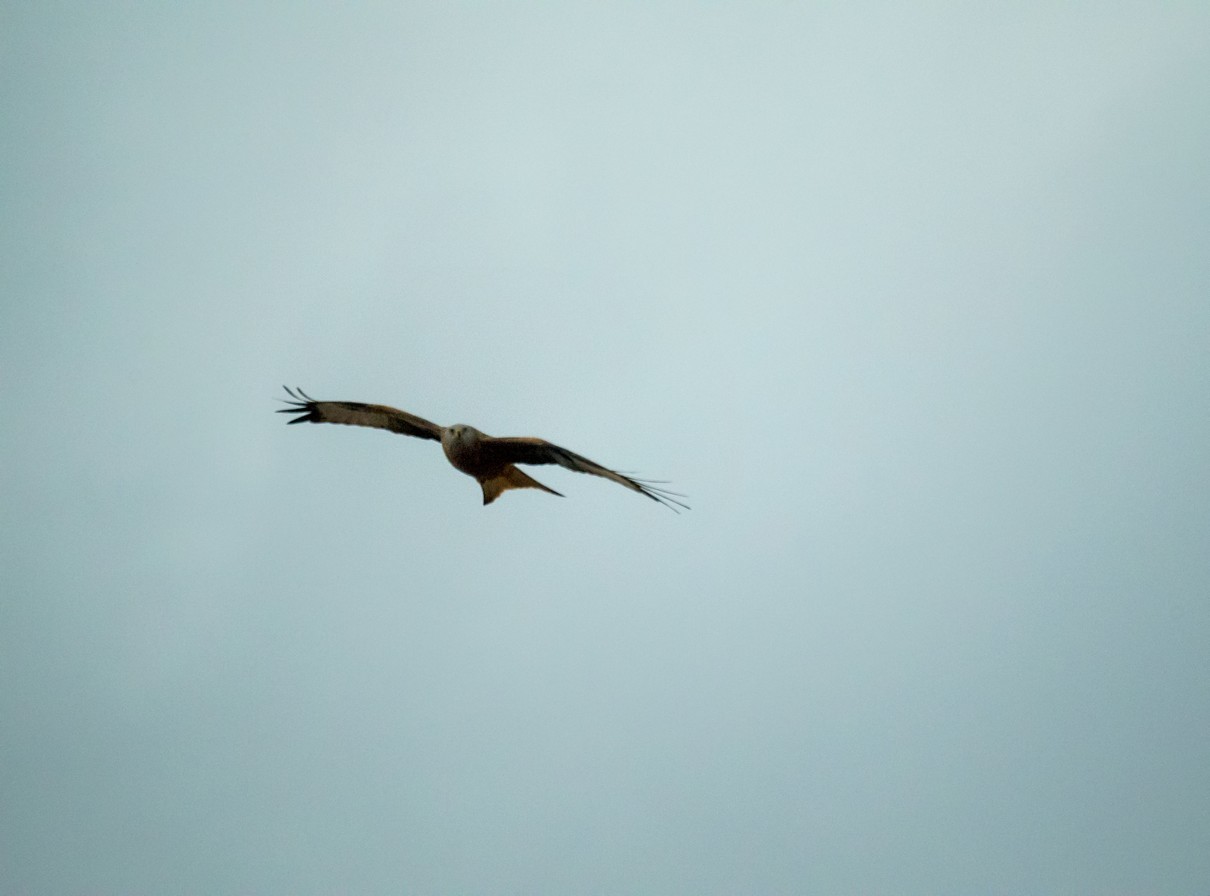 Con MTO senza af e' dura