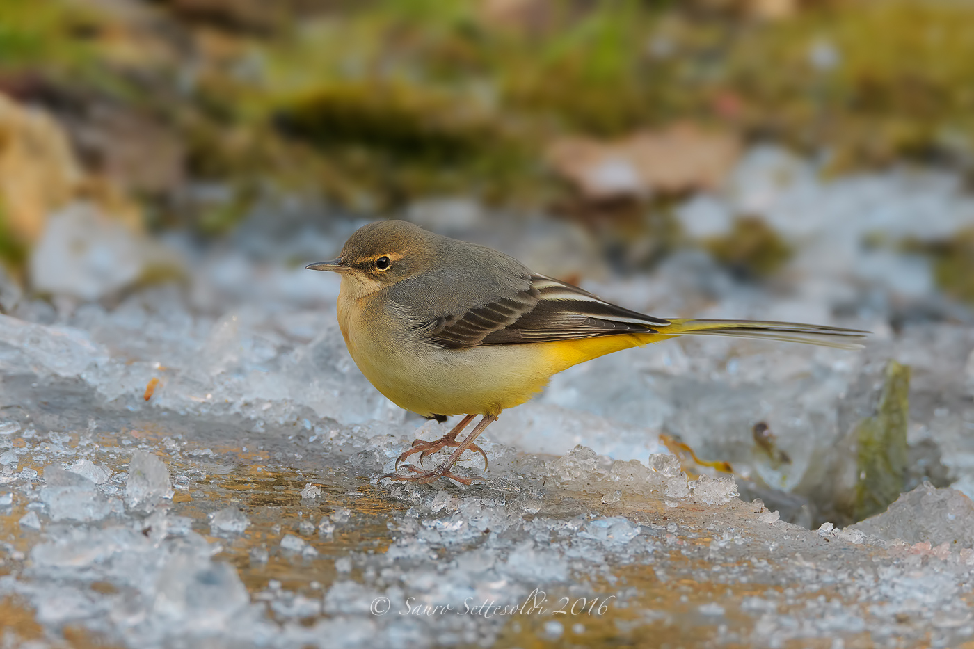Ballerina gialla del ghiaccio